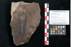 Foto (Objekt + Etikett) von Myrsine doryphora Unger (NHMW-GEO-2024-0188-8012)